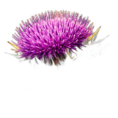Milk Thistle